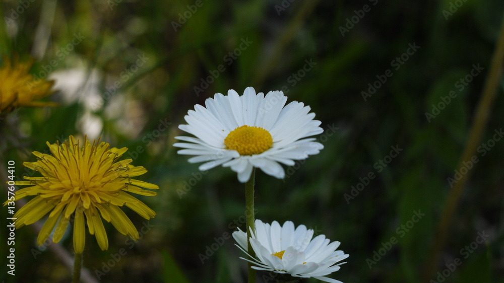 Obraz premium white daisy flower