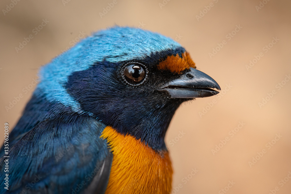 Fototapeta premium Golden-rumped euphonia in the mountains of México