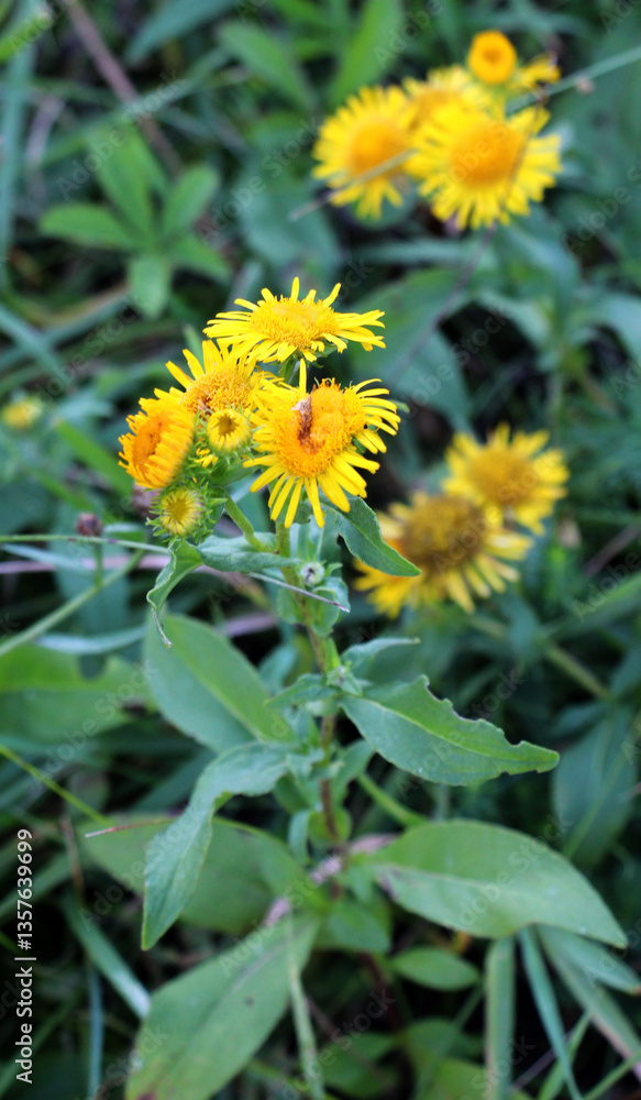 Pentanema britannicum (Inula britannica) blooms in the wild in summer. Pentanema britannicum (Inula britannica) blooms in the wild in summer.