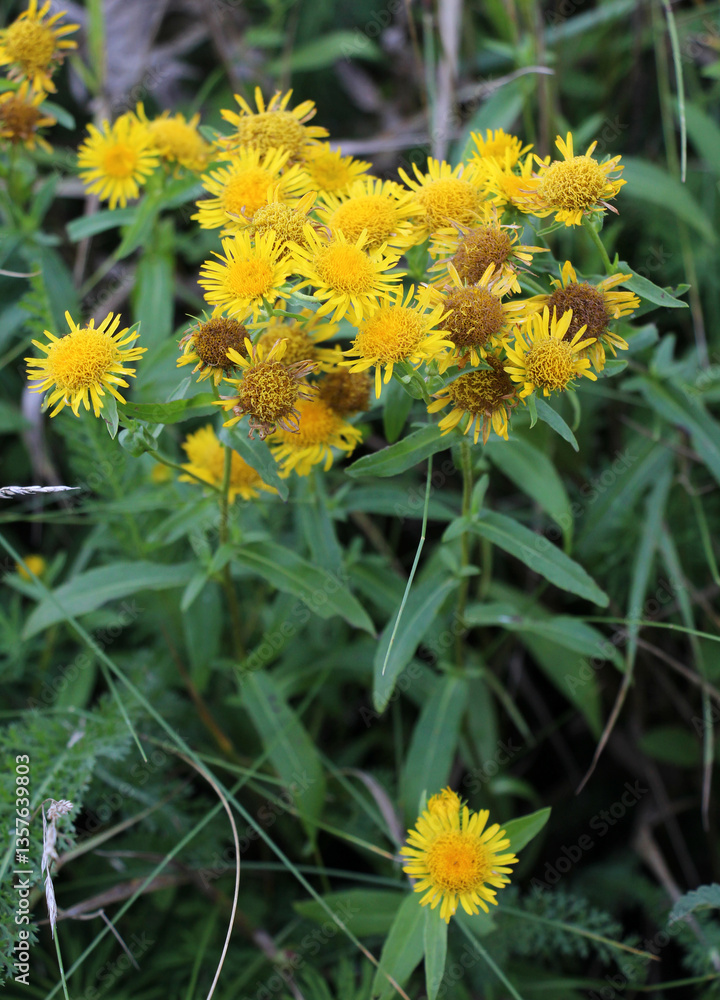 Obraz premium Pentanema britannicum (Inula britannica) blooms in the wild in summer.