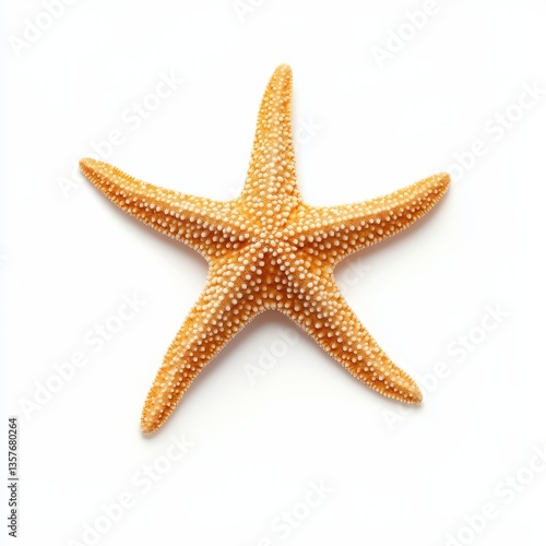 Pale yellow starfish on a white background, detailed view