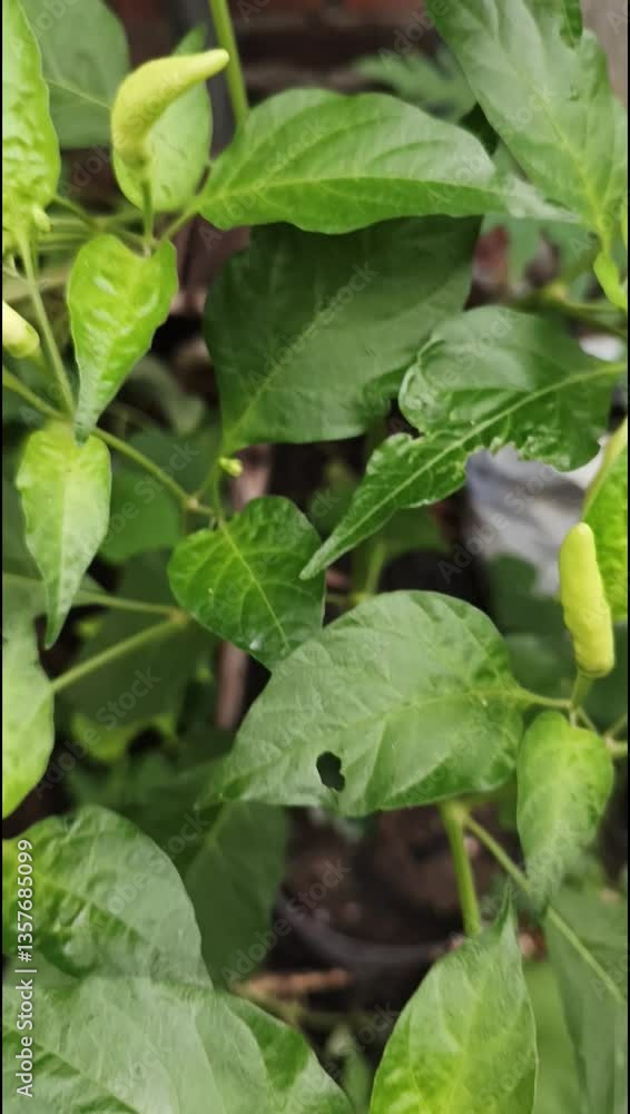 Chili Pepper Plant Macro: Detailed Plant Structure Chili Pepper Plant Macro: Detailed Plant Structure