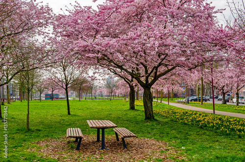Rotterdam, The Netherlands, March 24, 2025: wooden picnic bench next to a cherry tree in a park in Katendrecht neighbourhood in springtime