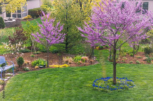 Two beautiful Eastern Redbud trees, Cercis Canadensis, in a residential yard. In Spring many neighborhoods are brightened by the purplish-pink flowers lining the dark branches of redbuds. 