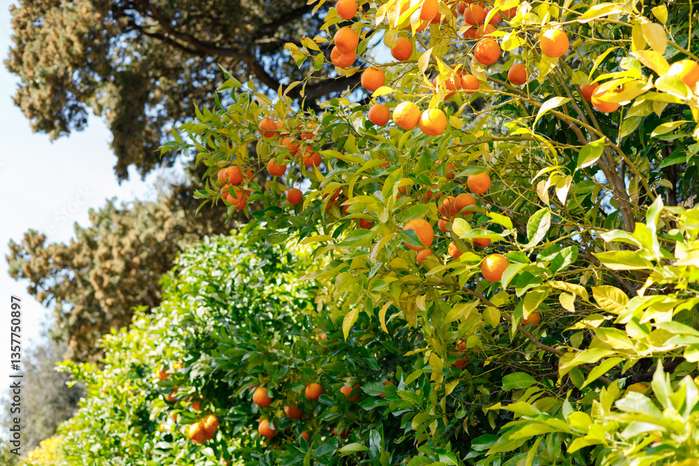 Ripe juicy sweet orange mandarins on a tree in the mandarin orchard. Selective focus. Tangerine sunny garden with green leaves and ripe fruits. Natural outdoor food background