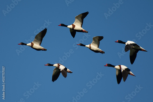 A flock of wild ducks (Tadorna) flying against a blue sky. Bird migration.