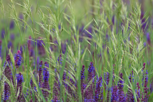 Fototapeta Naklejka Na Ścianę i Meble -  Young sage (salvia nemorosa) blooms in a steppe meadow in spring. Natural plant background, grass pattern.