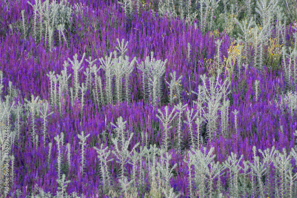 Fototapeta premium Natural plant background, grass pattern. Young sage (salvia) blooms in a steppe meadow in spring.