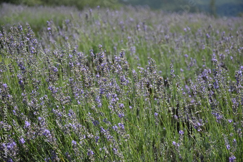 Campo de lavanda
