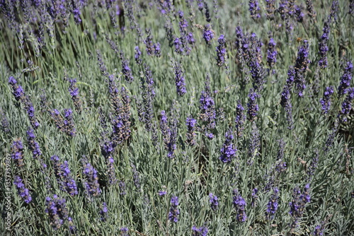 Campo de lavanda