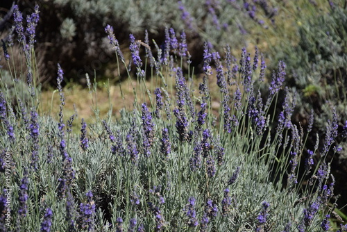 Campo de lavanda