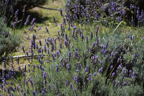 Campo de lavanda