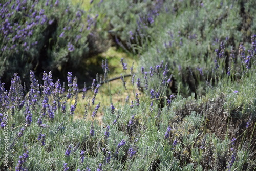 Campo de lavanda