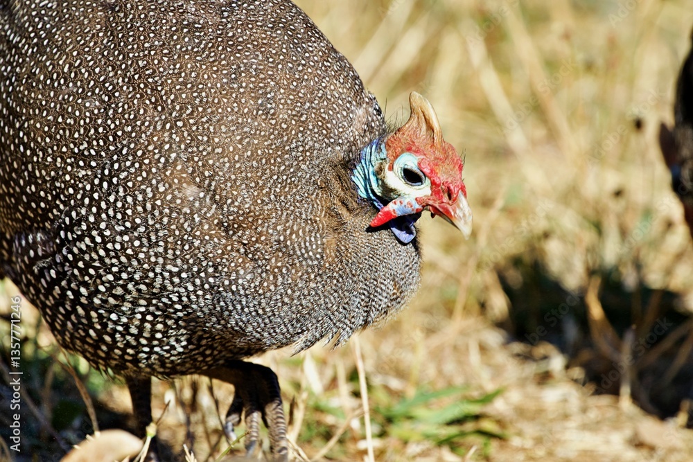Fototapeta premium Nahaufnahme Perlhuhn