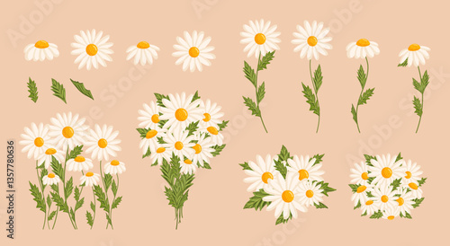 Chamomile flowers set. Floral plants with white petals. Botanical vector illustration on isolated background.