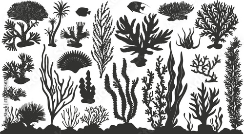 Silhouette illustration of diverse seaweed and coral species on white background.