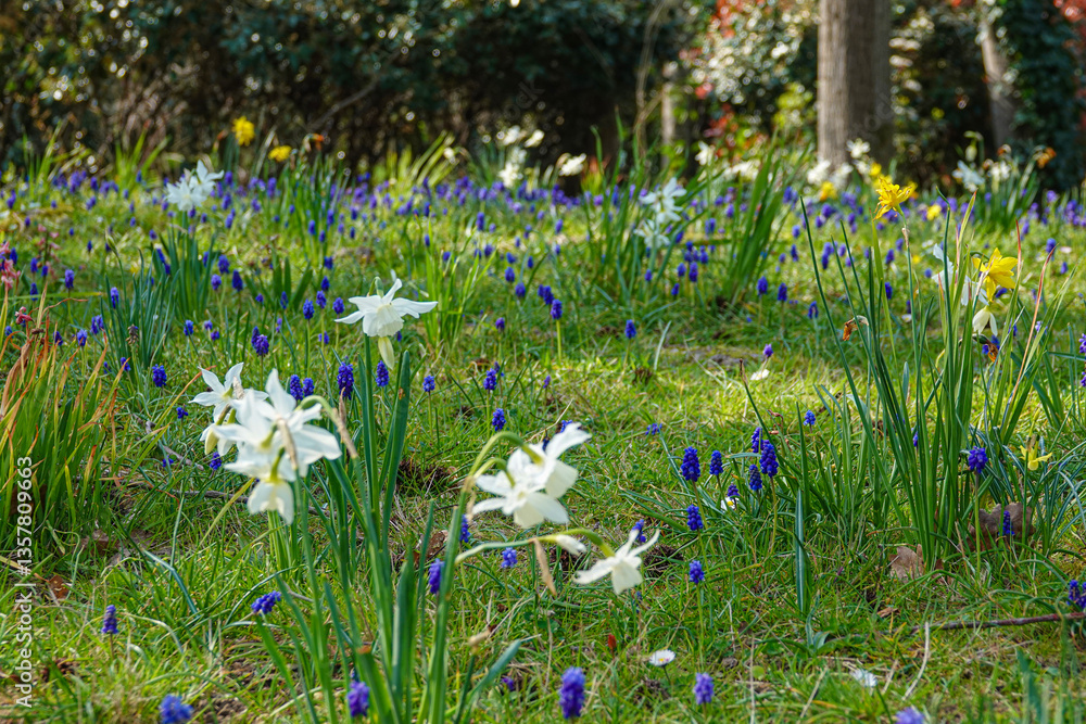 Colorful spring flowers bloom in a vibrant garden filled with daffodils and muscari under bright sunlight