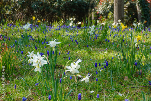 Obraz na płótnie Colorful spring flowers bloom in a vibrant garden filled with daffodils and muscari under bright sunlight w salonie