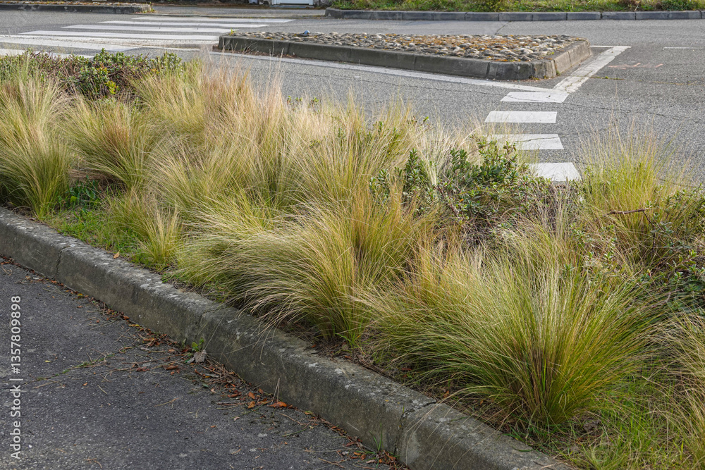 Natural Mexican feather grass ou Stipa tenuissima along the roadside enhance urban landscaping and promote eco-friendliness in city environments