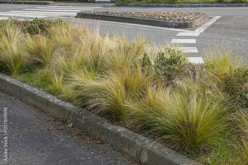 Obraz na płótnie Natural Mexican feather grass ou Stipa tenuissima along the roadside enhance urban landscaping and promote eco-friendliness in city environments w salonie