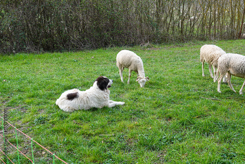 Obraz na płótnie Sheep grazing peacefully while a Pyrenean Mountain Dog Patou watches over them in a green pasture w salonie