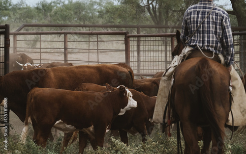 Hereford cattle ranch with cowboy on horse, cows for beef in agriculture industry.