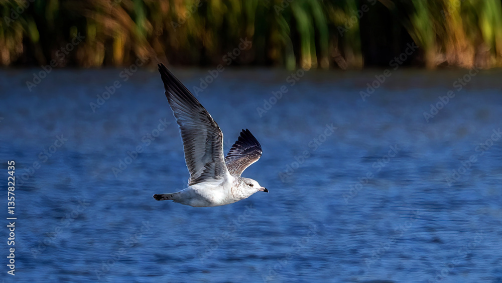 Fototapeta premium Seagulls flying over the lake