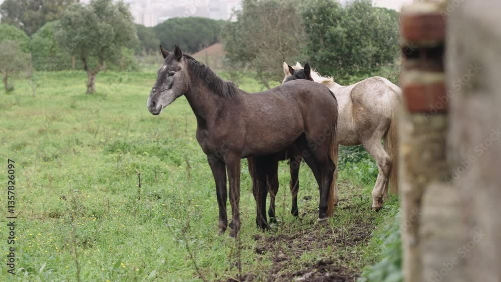 Aged horses stand in green pasture surrounded by trees. The dark horse in the foreground has a lean frame, while the lighter one behind it appears relaxed, suggesting peaceful retirement Aged horses stand in green pasture surrounded by trees. The dark horse in the foreground has a lean frame, while the lighter one behind it appears relaxed, suggesting peaceful retirement