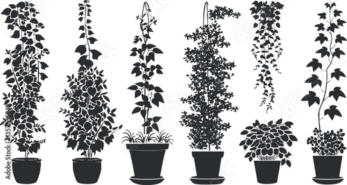 Silhouette of various potted vine plants in decorative arrangements.