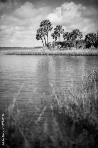 Palm Tree Island