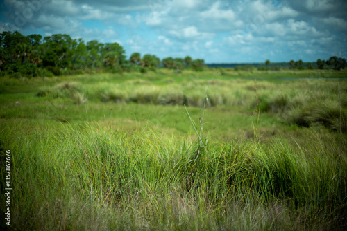 Tall Grass Marsh