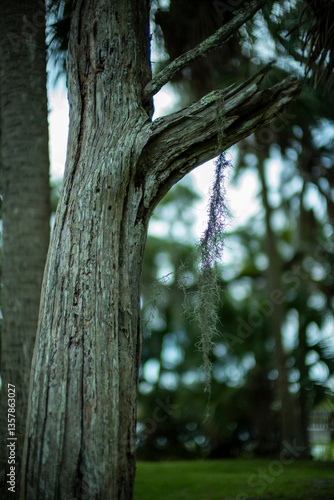 Old Tree and Spanish Moss