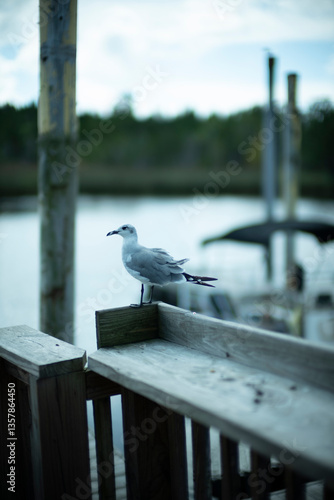 Seagull on a dock