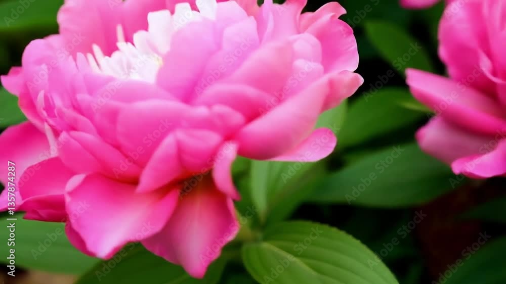 Bright Pink Peonies Bloom in a Lush Garden During a Sunny Afternoon in Spring Bright Pink Peonies Bloom in a Lush Garden During a Sunny Afternoon in Spring