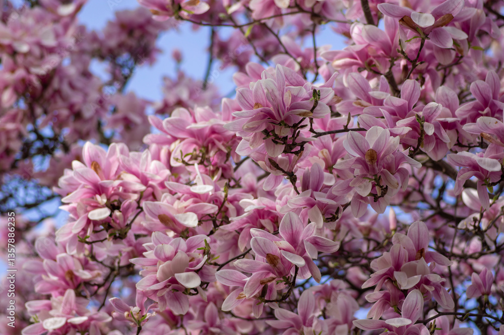 Magnolia soulangeana also called saucer magnolia flowering springtime tree with beautiful pink white flower on branches