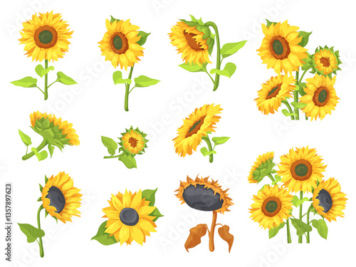 Cartoon sunflowers set. Sunflower stem bouquet, spring summer rustic farm field wild flowers with leaves and seeds botanical wedding sun flower plants, neat vector illustration
