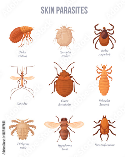 Human skin parasites. Parasitic insect bugs, house dangerous pests Vermin ticks dog flea pediculus mosquitos malaria infection medicine biological banner, neat vector illustration