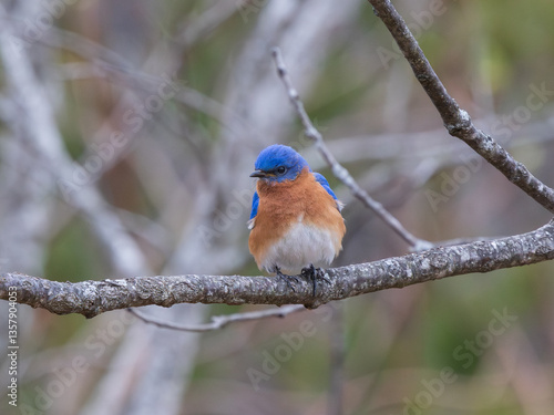 Eastern Bluebird, Georgia Appalachian Mountains