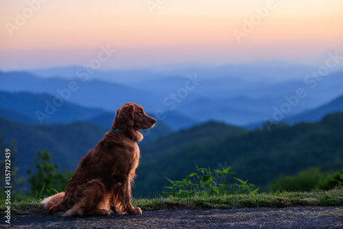 Dog Sunset Blueride Parkway (Golden Retriever)