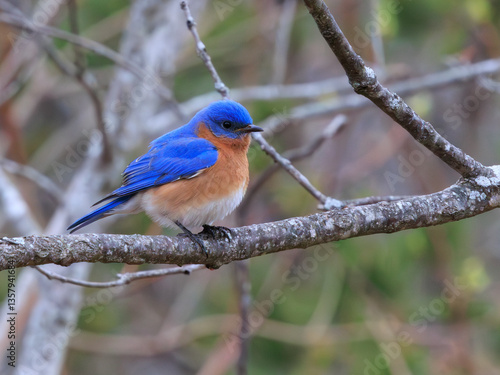 Eastern Bluebird, Georgia Appalachian Mountains
