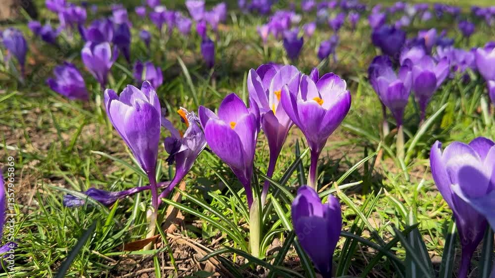 Purple Crocuses Blooming Under the Spring Sun Purple Crocuses Blooming Under the Spring Sun
