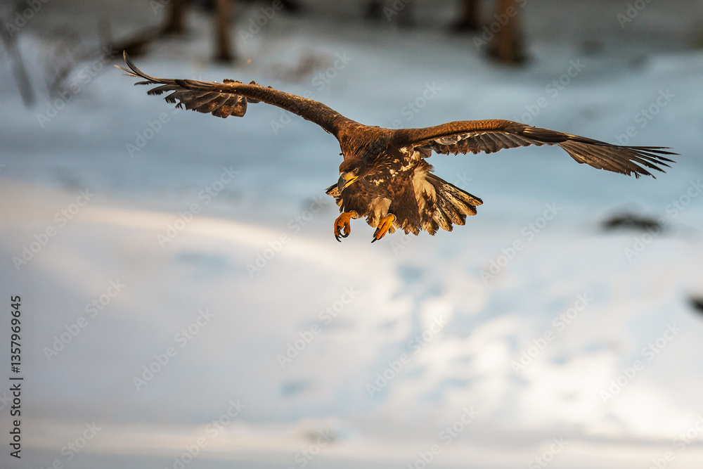 Obraz premium White-tailed eagle (Haliaeetus albicilla) is about to land on the lake