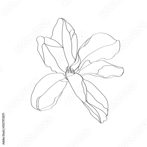 black and white line illustration of magnolia flower on a white background