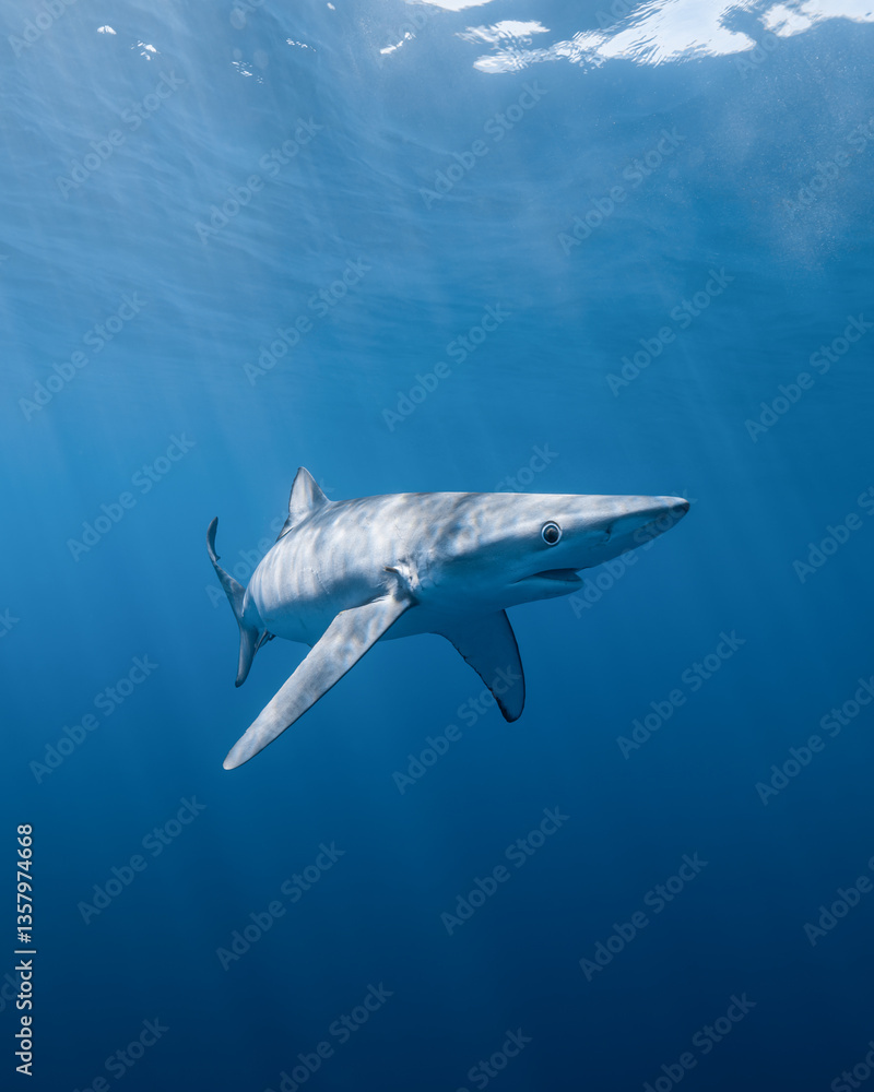Fototapeta premium Blue shark swimming in the blue ocean