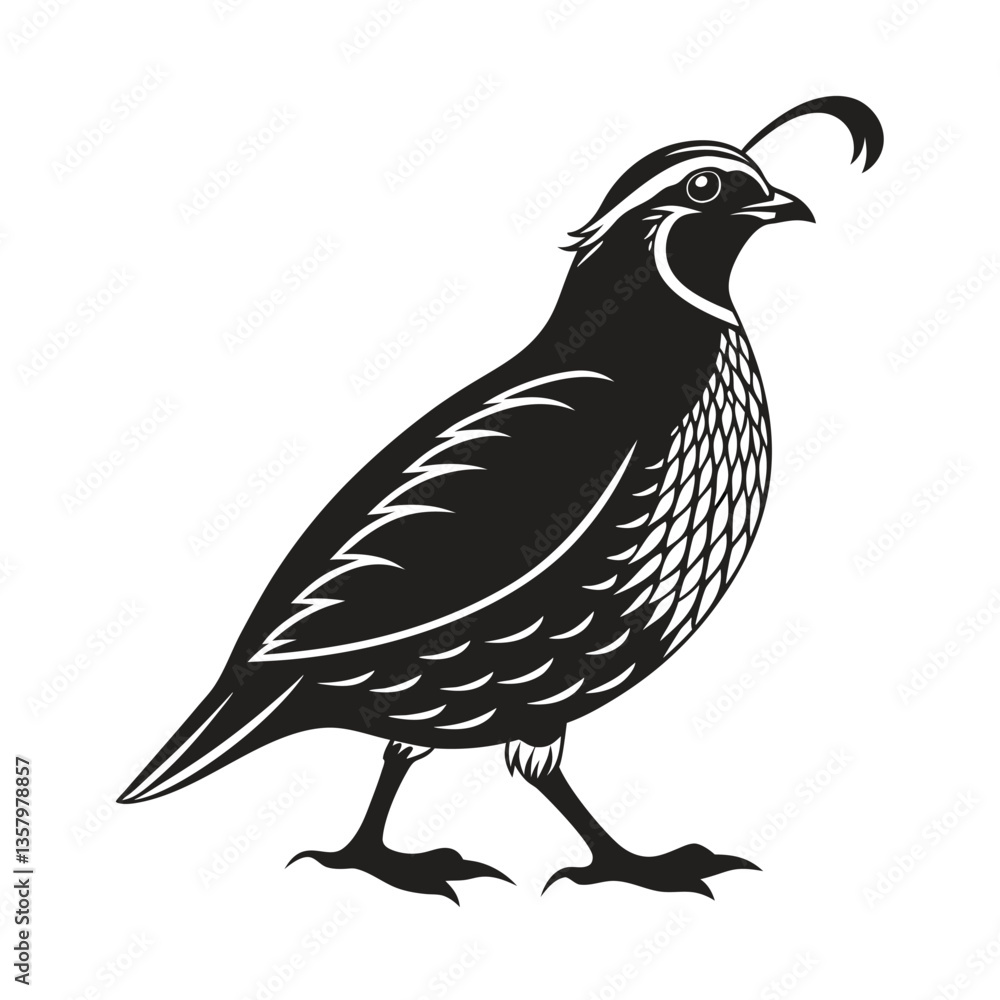 Quail Bird Illustration - Black and White Vector Art for Wildlife Designs Quail Bird Illustration - Black and White Vector Art for Wildlife Designs