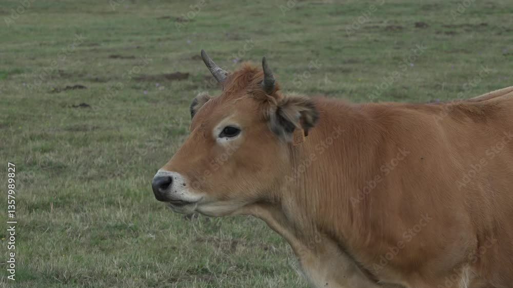 Cow Raised on Free Range Pasture - 837
Cow Raised on Free Range Pasture - 837