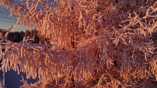 Drone coucher de soleil rose sur une plaine et forêt Laponie Finlandaise