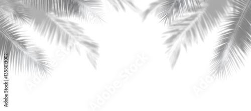 Realistic shadow of palm tree branch on white background. Tropical palm leaves leaf shadow silhouette, Nature light decoration overlay effect.