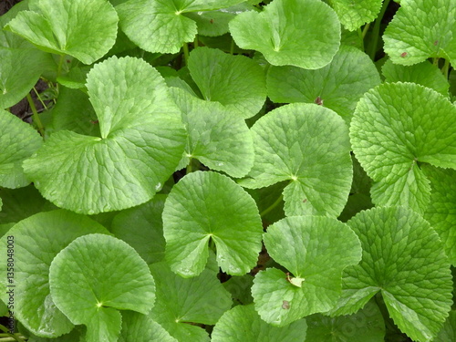 Bild auf Leinwand Marsh marigold plant growing wild within the wetlands of the Cranberry Glades Botanical Area, Monongahela National Forest, Pocahontas County, Hillsboro, West Virginia