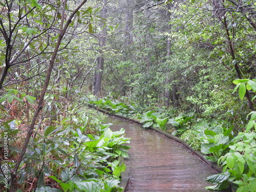 Fotografie Visitors can enjoy a peaceful hike, along the bog boardwalk trail, within the Cranberry Glades Botanical Area, Monongahela National Forest, Pocahontas County, Hillsboro, West Virginia